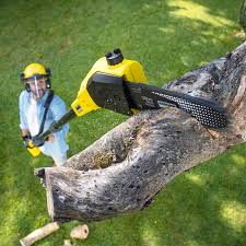 Tree and Shrub Care in Pensacola, FL